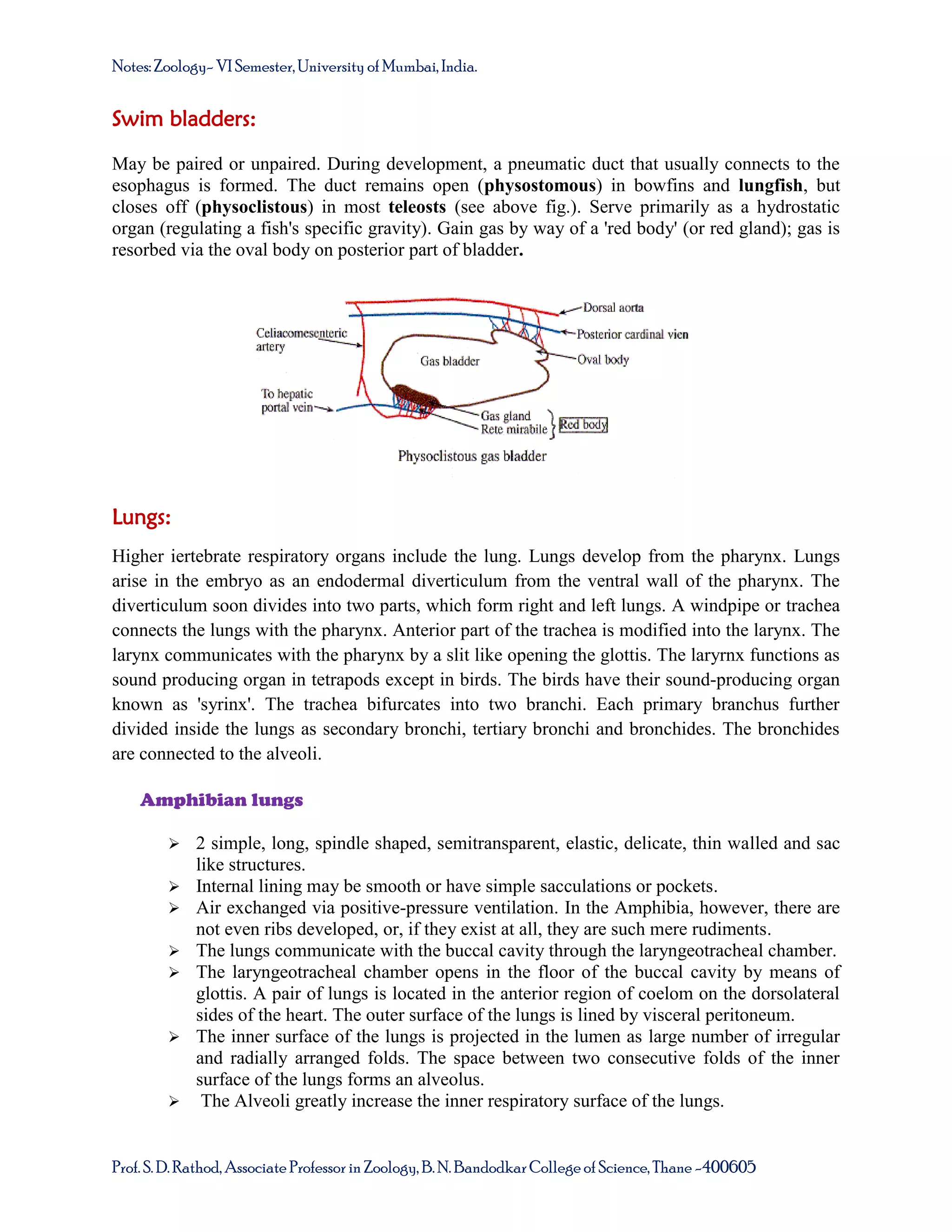 Notes: Zoology- VI Semester, University of Mumbai, India.

Swim bladders:
May be paired or unpaired. During development, a pneumatic duct that usually connects to the
esophagus is formed. The duct remains open (physostomous) in bowfins and lungfish, but
closes off (physoclistous) in most teleosts (see above fig.). Serve primarily as a hydrostatic
organ (regulating a fish's specific gravity). Gain gas by way of a 'red body' (or red gland); gas is
resorbed via the oval body on posterior part of bladder.

Lungs:
Higher iertebrate respiratory organs include the lung. Lungs develop from the pharynx. Lungs
arise in the embryo as an endodermal diverticulum from the ventral wall of the pharynx. The
diverticulum soon divides into two parts, which form right and left lungs. A windpipe or trachea
connects the lungs with the pharynx. Anterior part of the trachea is modified into the larynx. The
larynx communicates with the pharynx by a slit like opening the glottis. The laryrnx functions as
sound producing organ in tetrapods except in birds. The birds have their sound-producing organ
known as 'syrinx'. The trachea bifurcates into two branchi. Each primary branchus further
divided inside the lungs as secondary bronchi, tertiary bronchi and bronchides. The bronchides
are connected to the alveoli.
Amphibian lungs










2 simple, long, spindle shaped, semitransparent, elastic, delicate, thin walled and sac
like structures.
Internal lining may be smooth or have simple sacculations or pockets.
Air exchanged via positive-pressure ventilation. In the Amphibia, however, there are
not even ribs developed, or, if they exist at all, they are such mere rudiments.
The lungs communicate with the buccal cavity through the laryngeotracheal chamber.
The laryngeotracheal chamber opens in the floor of the buccal cavity by means of
glottis. A pair of lungs is located in the anterior region of coelom on the dorsolateral
sides of the heart. The outer surface of the lungs is lined by visceral peritoneum.
The inner surface of the lungs is projected in the lumen as large number of irregular
and radially arranged folds. The space between two consecutive folds of the inner
surface of the lungs forms an alveolus.
The Alveoli greatly increase the inner respiratory surface of the lungs.

Prof. S. D. Rathod, Associate Professor in Zoology, B. N. Bandodkar College of Science, Thane -400605

 