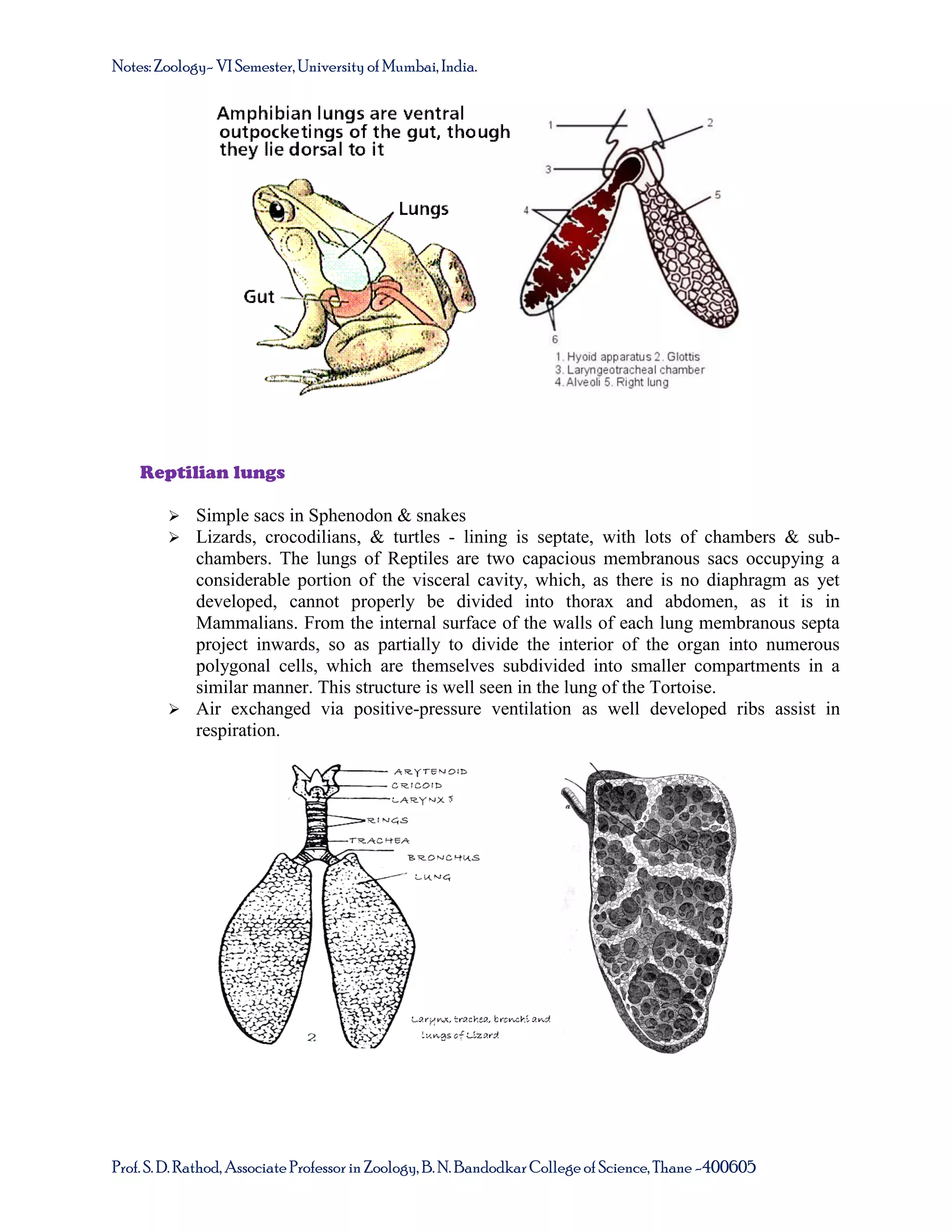 Notes: Zoology- VI Semester, University of Mumbai, India.

Reptilian lungs



Simple sacs in Sphenodon & snakes
Lizards, crocodilians, & turtles - lining is septate, with lots of chambers & subchambers. The lungs of Reptiles are two capacious membranous sacs occupying a
considerable portion of the visceral cavity, which, as there is no diaphragm as yet
developed, cannot properly be divided into thorax and abdomen, as it is in
Mammalians. From the internal surface of the walls of each lung membranous septa
project inwards, so as partially to divide the interior of the organ into numerous
polygonal cells, which are themselves subdivided into smaller compartments in a
similar manner. This structure is well seen in the lung of the Tortoise.
 Air exchanged via positive-pressure ventilation as well developed ribs assist in
respiration.

Prof. S. D. Rathod, Associate Professor in Zoology, B. N. Bandodkar College of Science, Thane -400605

 