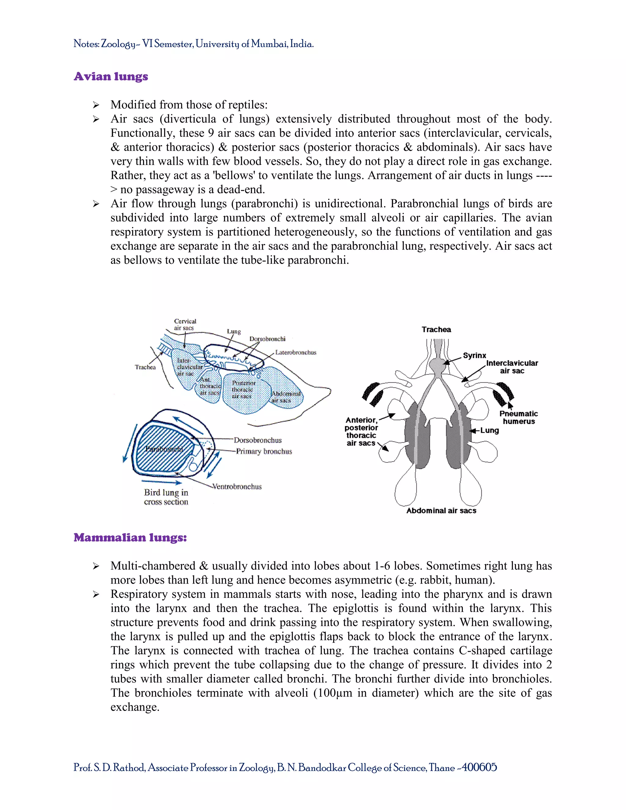 Notes: Zoology- VI Semester, University of Mumbai, India.

Avian lungs



Modified from those of reptiles:
Air sacs (diverticula of lungs) extensively distributed throughout most of the body.
Functionally, these 9 air sacs can be divided into anterior sacs (interclavicular, cervicals,
& anterior thoracics) & posterior sacs (posterior thoracics & abdominals). Air sacs have
very thin walls with few blood vessels. So, they do not play a direct role in gas exchange.
Rather, they act as a 'bellows' to ventilate the lungs. Arrangement of air ducts in lungs ---> no passageway is a dead-end.
 Air flow through lungs (parabronchi) is unidirectional. Parabronchial lungs of birds are
subdivided into large numbers of extremely small alveoli or air capillaries. The avian
respiratory system is partitioned heterogeneously, so the functions of ventilation and gas
exchange are separate in the air sacs and the parabronchial lung, respectively. Air sacs act
as bellows to ventilate the tube-like parabronchi.

Mammalian lungs:


Multi-chambered & usually divided into lobes about 1-6 lobes. Sometimes right lung has
more lobes than left lung and hence becomes asymmetric (e.g. rabbit, human).
 Respiratory system in mammals starts with nose, leading into the pharynx and is drawn
into the larynx and then the trachea. The epiglottis is found within the larynx. This
structure prevents food and drink passing into the respiratory system. When swallowing,
the larynx is pulled up and the epiglottis flaps back to block the entrance of the larynx.
The larynx is connected with trachea of lung. The trachea contains C-shaped cartilage
rings which prevent the tube collapsing due to the change of pressure. It divides into 2
tubes with smaller diameter called bronchi. The bronchi further divide into bronchioles.
The bronchioles terminate with alveoli (100µm in diameter) which are the site of gas
exchange.

Prof. S. D. Rathod, Associate Professor in Zoology, B. N. Bandodkar College of Science, Thane -400605

 