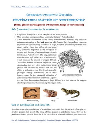 Notes: Zoology- VI Semester, University of Mumbai, India.

Comparative Anatomy of Chordates
Respiratory System of Vertebrates
[Skin, gills of cartilaginous & bony fish, lungs in vertebrates]
Skin (cutaneous) respiration in vertebrates:


Respiration through the skin can take place in air, water, or both
 Most important among amphibians (especially the family Plethodontidae)
 Adult, terrestrial salamanders of the family Plethodontidae, however, rely solely on
cutaneous respiration, as they lack lungs and gills. Species that rely mainly on cutaneous
respiration are typically long, cylindrical in shape, with thin epidermal layers laden with
dense capillary beds that pickup O2 and expel
CO2. Cutaneous respiration is the absorption of
oxygen, and disposal of carbon dioxide, through
the skin e.g. Plethodon spp. The long, cylindrical
shape creates a high surface area to volume ratio,
which enhances the amount of oxygen diffused.
To further promote cutaneous respiration, these
salamanders also have slow metabolisms, costal
grooves that increase the surface area, and the
ability to withstand oxygen debt through anaerobic
glycolysis (energy metabolism). All of these
features make for the successful utilization of
cutaneous respiration in most amphibians. Aquatic
species Giant Salamanders also possess large folds of skin that increase the oxygenabsorbing surface area, thus increasing the oxygen intake.

Plethodon spp.

Frog

Salamander

Gills in cartilaginous and bony fish:
If we look at the pharyngeal region of a vertebrate embryo we find that the wall of the pharynx
develops pouches that go out. The lining of these pouches is endodermal tissue. Between the
pouches we have a piece of tissue that is the visceral arch. It is made of lateral plate mesoderm.
Prof. S. D. Rathod, Associate Professor in Zoology, B. N. Bandodkar College of Science, Thane -400605

 