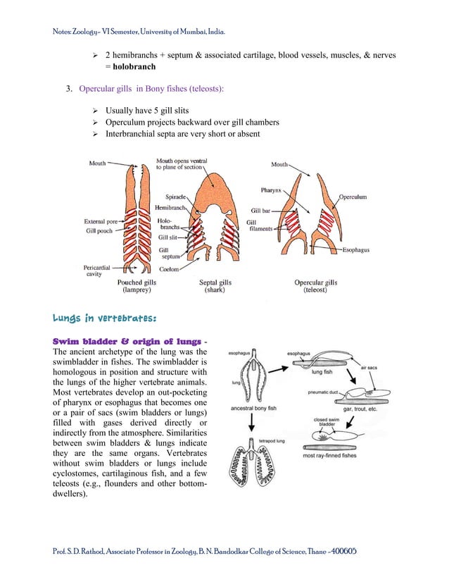 Respiratory system of vertebrates Notes for the TYBSc course USZ0601Sem VI of University of