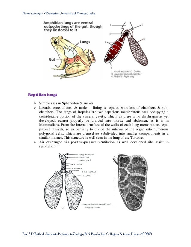 Respiratory system of vertebrates: Notes for the TYBSc course USZ0601…