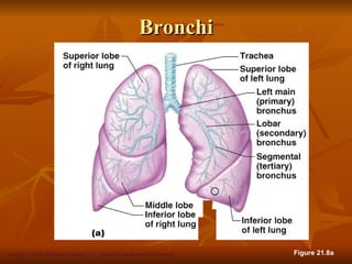 Bronchi




Copyright © 2008 Pearson Education, Inc., publishing as Benjamin Cummings   Figure 21.8a
 