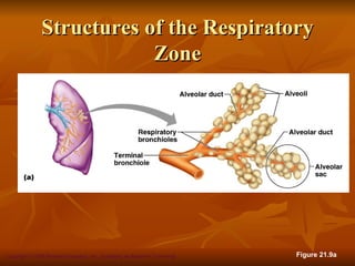 Structures of the Respiratory
                           Zone




Copyright © 2008 Pearson Education, Inc., publishing as Benjamin Cummings   Figure 21.9a
 