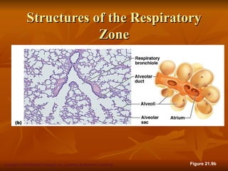 Structures of the Respiratory
                           Zone




Copyright © 2008 Pearson Education, Inc., publishing as Benjamin Cummings   Figure 21.9b
 