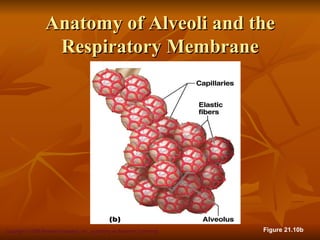 Anatomy of Alveoli and the
                   Respiratory Membrane




Copyright © 2008 Pearson Education, Inc., publishing as Benjamin Cummings   Figure 21.10b
 