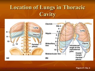Location of Lungs in Thoracic
                         Cavity




Copyright © 2008 Pearson Education, Inc., publishing as Benjamin Cummings   Figure 21.12a, b
 