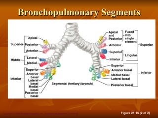 Bronchopulmonary Segments




Copyright © 2008 Pearson Education, Inc., publishing as Benjamin Cummings   Figure 21.15 (2 of 2)
 