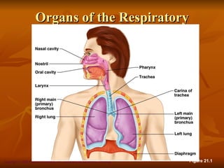 Organs of the Respiratory
                             System




Copyright © 2008 Pearson Education, Inc., publishing as Benjamin Cummings   Figure 21.1
 