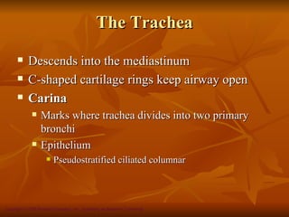 The Trachea
           Descends into the mediastinum
           C-shaped cartilage rings keep airway open
           Carina
                 Marks where trachea divides into two primary
                  bronchi
                 Epithelium
                        Pseudostratified ciliated columnar



Copyright © 2008 Pearson Education, Inc., publishing as Benjamin Cummings
 