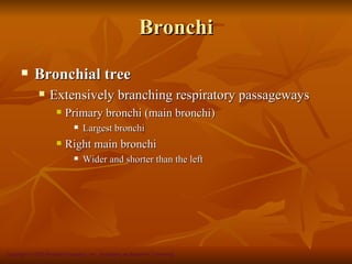 Bronchi
           Bronchial tree
                 Extensively branching respiratory passageways
                        Primary bronchi (main bronchi)
                                Largest bronchi
                        Right main bronchi
                                Wider and shorter than the left




Copyright © 2008 Pearson Education, Inc., publishing as Benjamin Cummings
 