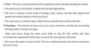 Comprehensive Overview of the Human Respiratory System: Structure and ...