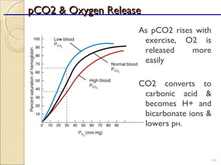 pCO2 & Oxygen ReleasepCO2 & Oxygen Release
104
As pCO2 rises with
exercise, O2 is
released more
easily
CO2 converts to
carbonic acid &
becomes H+ and
bicarbonate ions &
lowers pH.
 