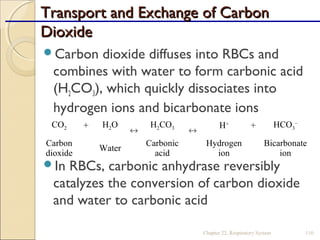 Transport and Exchange of CarbonTransport and Exchange of Carbon
DioxideDioxide
Carbon dioxide diffuses into RBCs and
combines with water to form carbonic acid
(H2CO3), which quickly dissociates into
hydrogen ions and bicarbonate ions
In RBCs, carbonic anhydrase reversibly
catalyzes the conversion of carbon dioxide
and water to carbonic acid
Chapter 22, Respiratory System 110
CO2 + H2O
↔
H2CO3
↔
H+
+ HCO3
–
Carbon
dioxide
Water
Carbonic
acid
Hydrogen
ion
Bicarbonate
ion
 