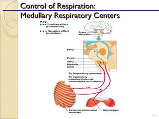 Control of Respiration:Control of Respiration:
Medullary Respiratory CentersMedullary Respiratory Centers
119
 