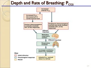 Depth and Rate of Breathing: PDepth and Rate of Breathing: PCO2CO2
127
 