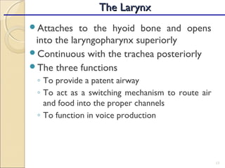 Attaches to the hyoid bone and opens
into the laryngopharynx superiorly
Continuous with the trachea posteriorly
The three functions
◦ To provide a patent airway
◦ To act as a switching mechanism to route air
and food into the proper channels
◦ To function in voice production
13
The LarynxThe Larynx
 