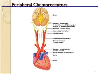 Peripheral ChemoreceptorsPeripheral Chemoreceptors
131
 