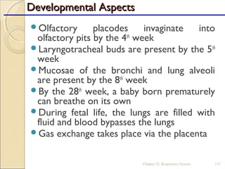 Developmental AspectsDevelopmental Aspects
Olfactory placodes invaginate into
olfactory pits by the 4th
week
Laryngotracheal buds are present by the 5th
week
Mucosae of the bronchi and lung alveoli
are present by the 8th
week
By the 28th
week, a baby born prematurely
can breathe on its own
During fetal life, the lungs are filled with
fluid and blood bypasses the lungs
Gas exchange takes place via the placenta
Chapter 22, Respiratory System 135
 