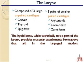 The hyoid bone, while technically not a part of the
larynx, provides muscular attachments fromabove
that aid in the laryngeal motion.
 Composed of 3 large
unpaired cartilages
Cricoid
Thyroid
Epiglottis
 3 pairs of smaller
paired cartilages
Arytenoids
Corniculate
Cuneiform
08/18/17 15
The LarynxThe Larynx
 