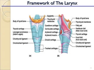 16
Framework of The LarynxFramework of The Larynx
 