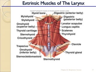Chapter 22, Respiratory System 17
Extrinsic Muscles of The LarynxExtrinsic Muscles of The Larynx
 