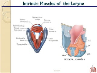 08/18/17 18
Intrinsic Muscles of the LarynxIntrinsic Muscles of the Larynx
 