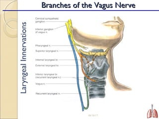 LaryngealInnervations
08/18/17 21
Branches of the Vagus NerveBranches of the Vagus Nerve
 