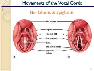 24
Movements of the Vocal CordsMovements of the Vocal Cords
The Glottis & Epiglottis
 