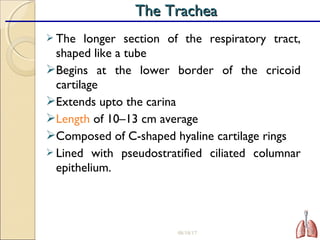  The longer section of the respiratory tract,
shaped like a tube
Begins at the lower border of the cricoid
cartilage
Extends upto the carina
Length of 10–13 cm average
Composed of C-shaped hyaline cartilage rings
 Lined with pseudostratified ciliated columnar
epithelium.
08/18/17 26
The TracheaThe Trachea
 