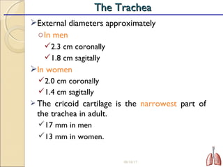 External diameters approximately
oIn men
2.3 cm coronally
1.8 cm sagitally
In women
2.0 cm coronally
1.4 cm sagitally
 The cricoid cartilage is the narrowest part of
the trachea in adult.
17 mm in men
13 mm in women.
08/18/17 27
The TracheaThe Trachea
 