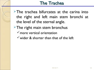 The trachea bifurcates at the carina into
the right and left main stem bronchi at
the level of the sternal angle.
The right main stem bronchus
more vertical orientation
wider & shorter than that of the left
08/18/17 28
The TracheaThe Trachea
 