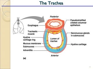 29
The TracheaThe Trachea
 
