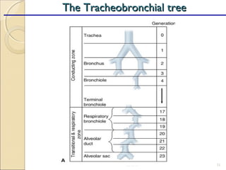 08/18/17 31
The Tracheobronchial treeThe Tracheobronchial tree
 
