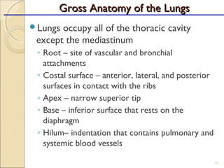 Lungs occupy all of the thoracic cavity
except the mediastinum
◦ Root – site of vascular and bronchial
attachments
◦ Costal surface – anterior, lateral, and posterior
surfaces in contact with the ribs
◦ Apex – narrow superior tip
◦ Base – inferior surface that rests on the
diaphragm
◦ Hilum– indentation that contains pulmonary and
systemic blood vessels
33
Gross Anatomy of the LungsGross Anatomy of the Lungs
 