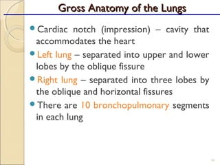 Cardiac notch (impression) – cavity that
accommodates the heart
Left lung – separated into upper and lower
lobes by the oblique fissure
Right lung – separated into three lobes by
the oblique and horizontal fissures
There are 10 bronchopulmonary segments
in each lung
34
Gross Anatomy of the LungsGross Anatomy of the Lungs
 