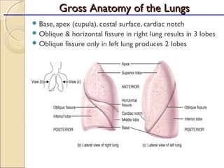  Base, apex (cupula), costal surface, cardiac notch
 Oblique & horizontal fissure in right lung results in 3 lobes
 Oblique fissure only in left lung produces 2 lobes
Gross Anatomy of the LungsGross Anatomy of the Lungs
 