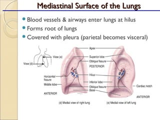 Blood vessels & airways enter lungs at hilus
Forms root of lungs
Covered with pleura (parietal becomes visceral)
Mediastinal Surface of the LungsMediastinal Surface of the Lungs
 