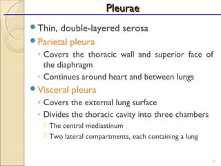 Thin, double-layered serosa
Parietal pleura
◦ Covers the thoracic wall and superior face of
the diaphragm
◦ Continues around heart and between lungs
Visceral pleura
◦ Covers the external lung surface
◦ Divides the thoracic cavity into three chambers
 The central mediastinum
 Two lateral compartments, each containing a lung
39
PleuraePleurae
 