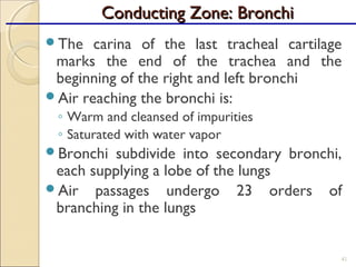The carina of the last tracheal cartilage
marks the end of the trachea and the
beginning of the right and left bronchi
Air reaching the bronchi is:
◦ Warm and cleansed of impurities
◦ Saturated with water vapor
Bronchi subdivide into secondary bronchi,
each supplying a lobe of the lungs
Air passages undergo 23 orders of
branching in the lungs
41
Conducting Zone: BronchiConducting Zone: Bronchi
 