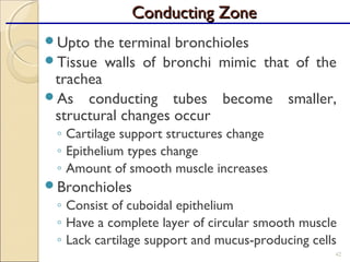 Upto the terminal bronchioles
Tissue walls of bronchi mimic that of the
trachea
As conducting tubes become smaller,
structural changes occur
◦ Cartilage support structures change
◦ Epithelium types change
◦ Amount of smooth muscle increases
Bronchioles
◦ Consist of cuboidal epithelium
◦ Have a complete layer of circular smooth muscle
◦ Lack cartilage support and mucus-producing cells
42
Conducting ZoneConducting Zone
 