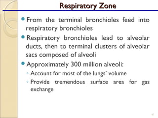 From the terminal bronchioles feed into
respiratory bronchioles
Respiratory bronchioles lead to alveolar
ducts, then to terminal clusters of alveolar
sacs composed of alveoli
Approximately 300 million alveoli:
◦ Account for most of the lungs’ volume
◦ Provide tremendous surface area for gas
exchange
43
Respiratory ZoneRespiratory Zone
 