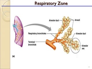 44
Respiratory ZoneRespiratory Zone
 