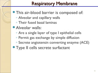 This air-blood barrier is composed of:
◦ Alveolar and capillary walls
◦ Their fused basal laminas
Alveolar walls:
◦ Are a single layer of type I epithelial cells
◦ Permit gas exchange by simple diffusion
◦ Secrete angiotensin converting enzyme (ACE)
Type II cells secrete surfactant
46
Respiratory MembraneRespiratory Membrane
 