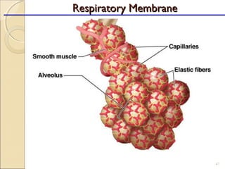 47
Respiratory MembraneRespiratory Membrane
 