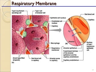 48
Respiratory MembraneRespiratory Membrane
 