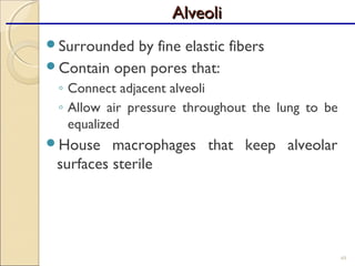 Surrounded by fine elastic fibers
Contain open pores that:
◦ Connect adjacent alveoli
◦ Allow air pressure throughout the lung to be
equalized
House macrophages that keep alveolar
surfaces sterile
49
AlveoliAlveoli
 