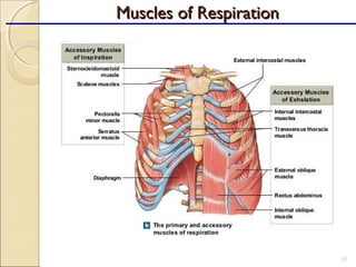 51
Muscles of RespirationMuscles of Respiration
 