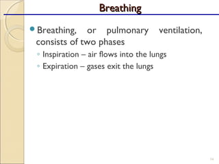 Breathing, or pulmonary ventilation,
consists of two phases
◦ Inspiration – air flows into the lungs
◦ Expiration – gases exit the lungs
54
BreathingBreathing
 