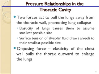 Two forces act to pull the lungs away from
the thoracic wall, promoting lung collapse
◦ Elasticity of lungs causes them to assume
smallest possible size
◦ Surface tension of alveolar fluid draws alveoli to
their smallest possible size
Opposing force – elasticity of the chest
wall pulls the thorax outward to enlarge
the lungs
58
Pressure Relationships in thePressure Relationships in the
Thoracic CavityThoracic Cavity
 